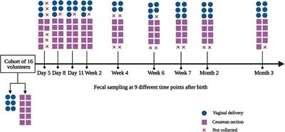 The Influence of Cesarean Section on the Composition and Development of Gut Microbiota During the First 3 Months of Life